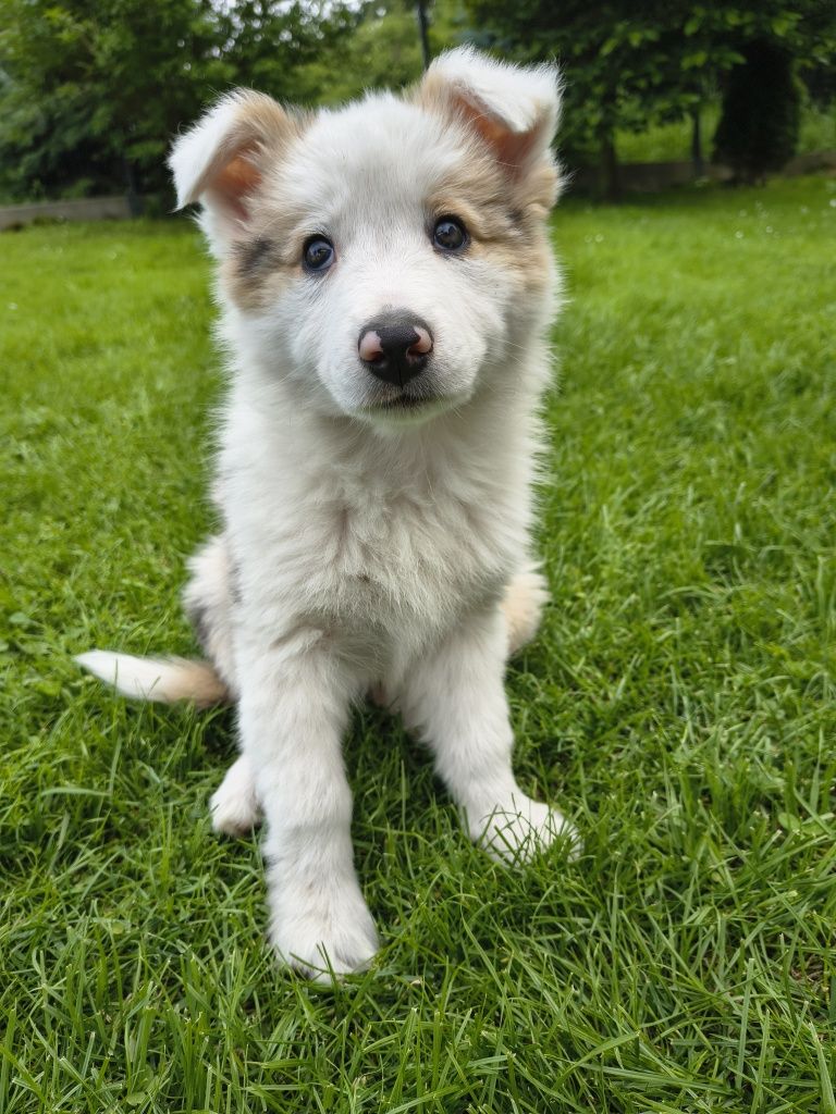 Suczka border collie tri merle 1