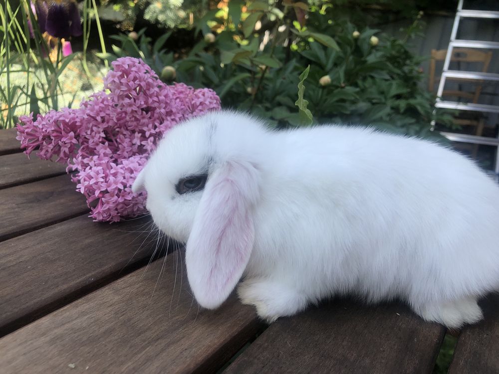 Кролик міні, Міні Лоп , декоративний кролик, карликовий кролик