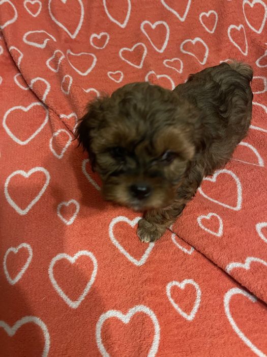 Shihpoo- uroczy piesek pudel, shih tzu