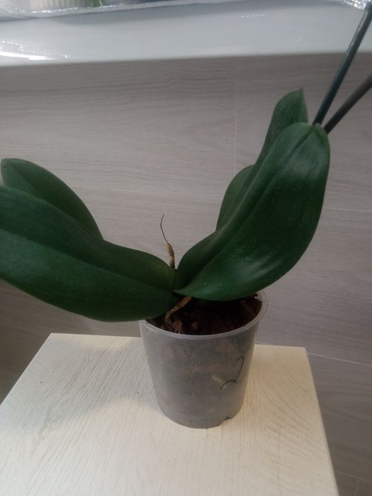 Орхідея фаленопсис