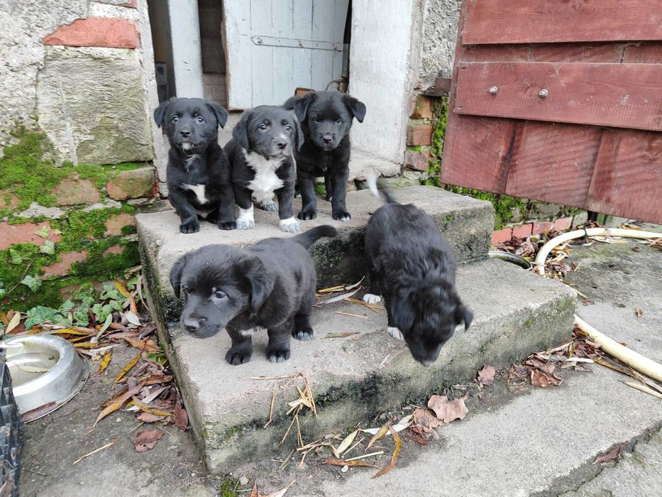 Oddam pieski w dobre ręce