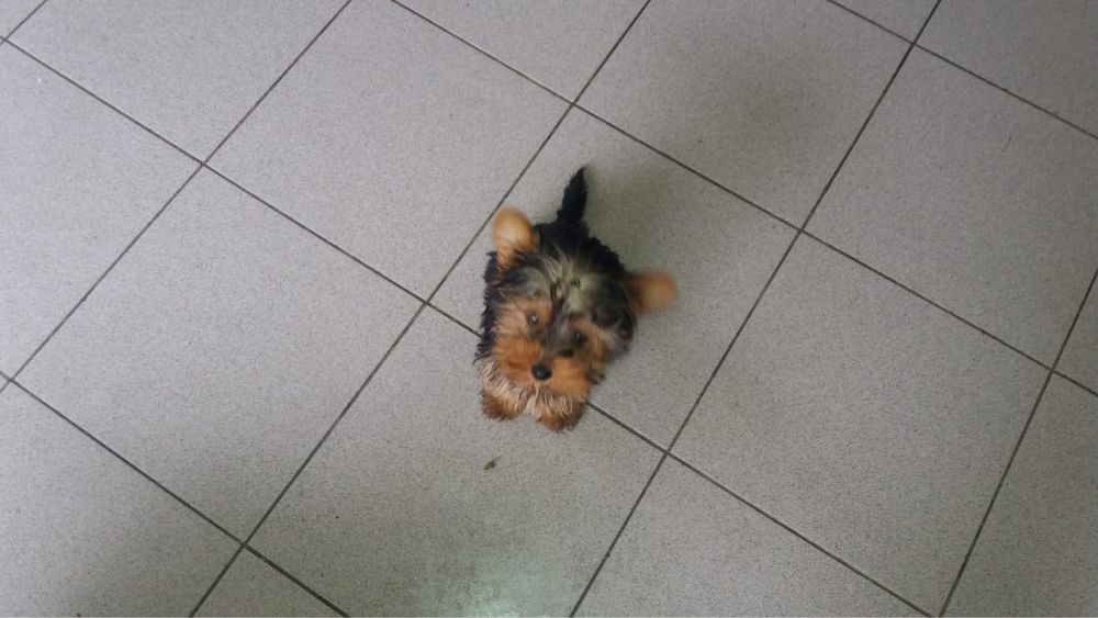 Yorkshire Terrier  miniatura