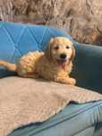 Goldendoodle.samczyk