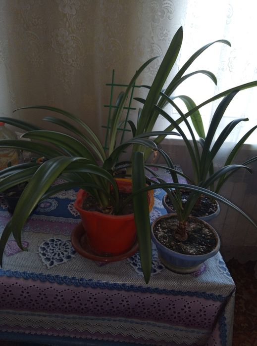 Комнатные лилии.