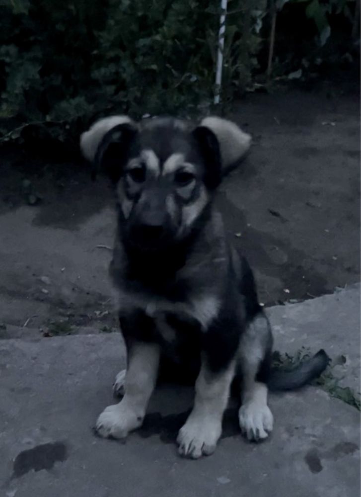 Щеночки ищут дом