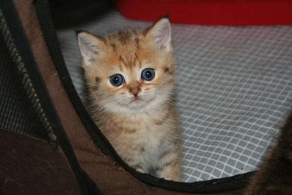 Золотий шиншила, що втішає та звеселяє