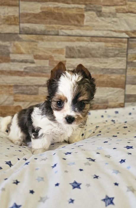 Yorkshire Terrier Blueberry śliczny piesek york