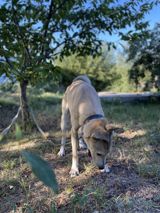 Отдам бесплатно в хорошие руки