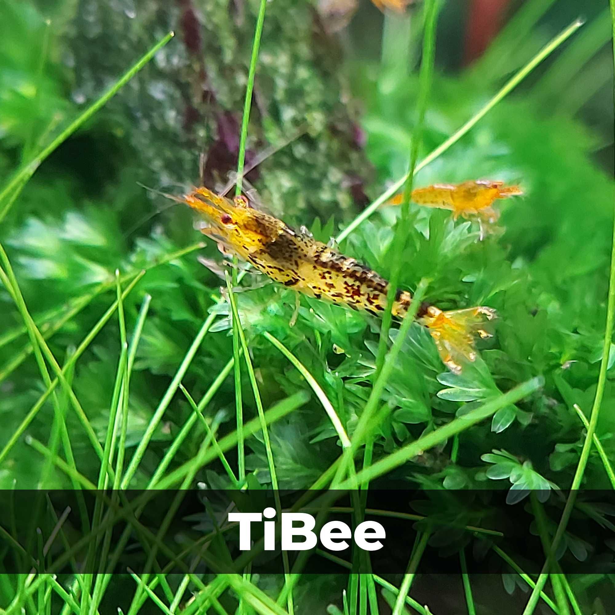 Аквариумные креветки Caridina TiBee