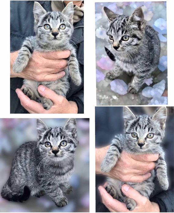 Котики в добрі руки