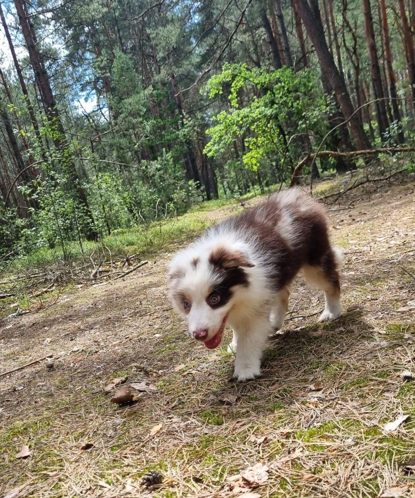 Border Collie piesek czekoladowy tricolor badania
