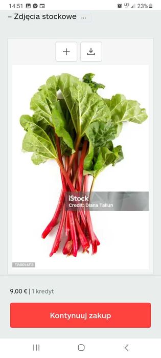 Rabarbar-łodygi świeże