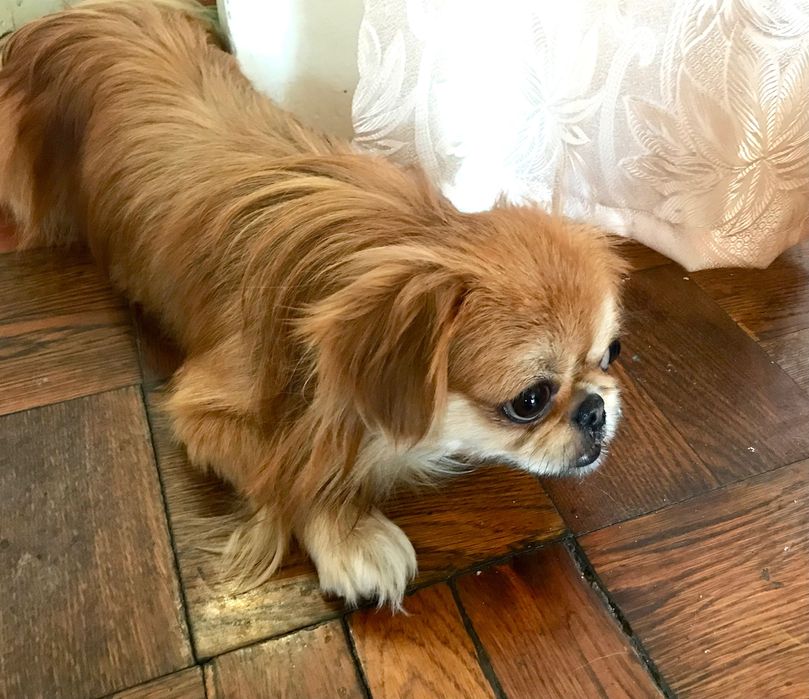 Пропала собака пекинес на Сталеваров