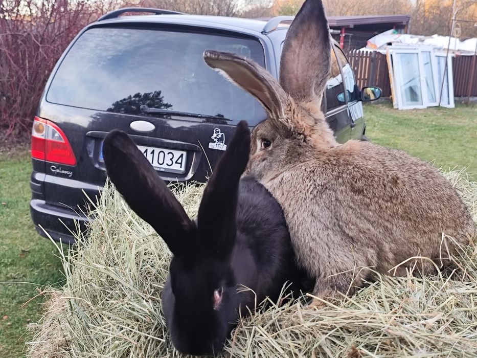Króliki samce olbrzym belgijski