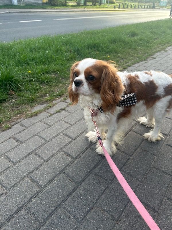 Cavalier king charles spaniel