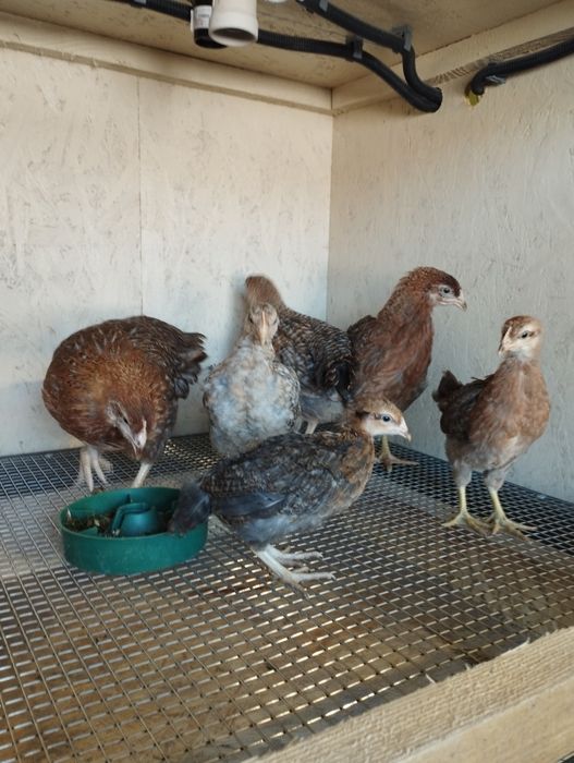 Курочки Білефельдори