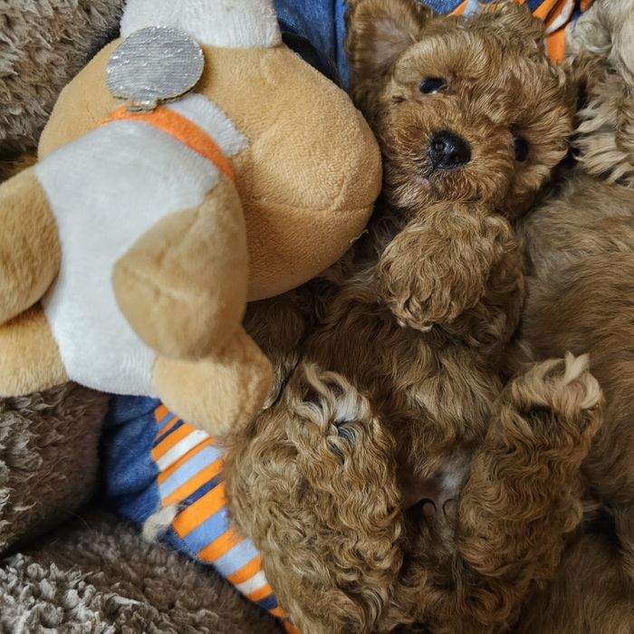 Хлопчики і дівчятка мальтипу ф1 готові до переїзду