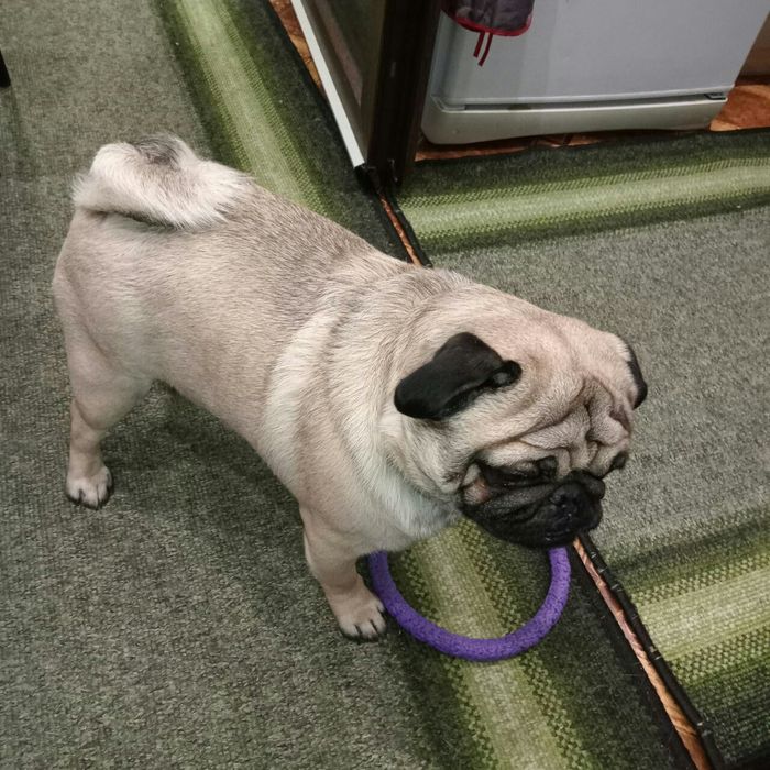 Вязка мопсика(кобель)