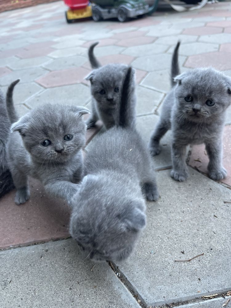 Шотландские вислоухие котята