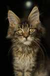 Xelena kotka Maine Coon tygrysio pręgowana