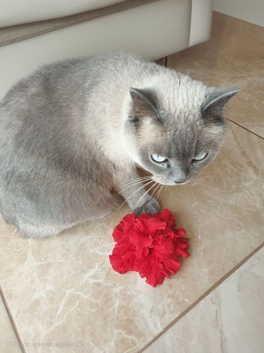 Гібіскус кімнатний на штамбі