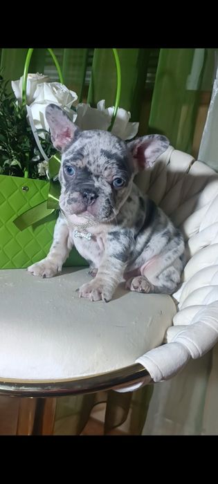 Дівчинка блакитне мерлє