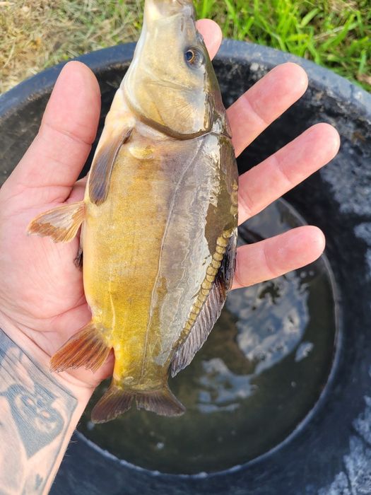 Ryby Kroczek Karp