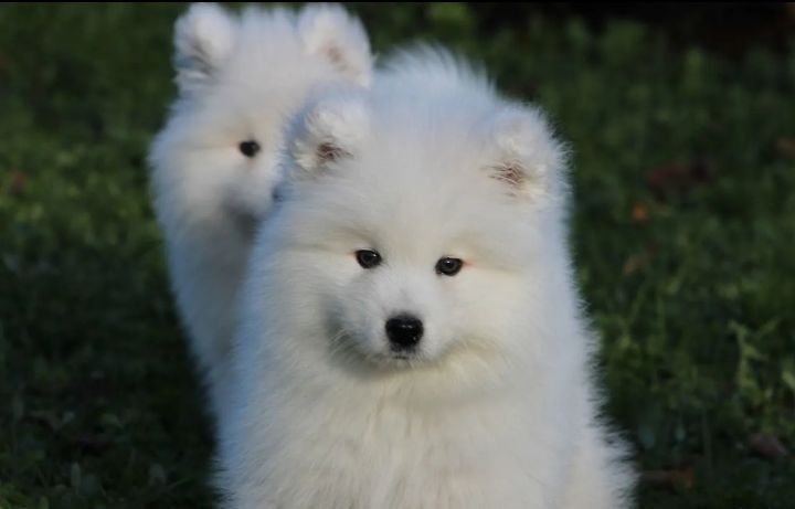 Samoyed Samojed szczenię pies