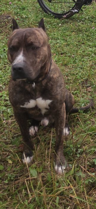 Вязка питбультерьера