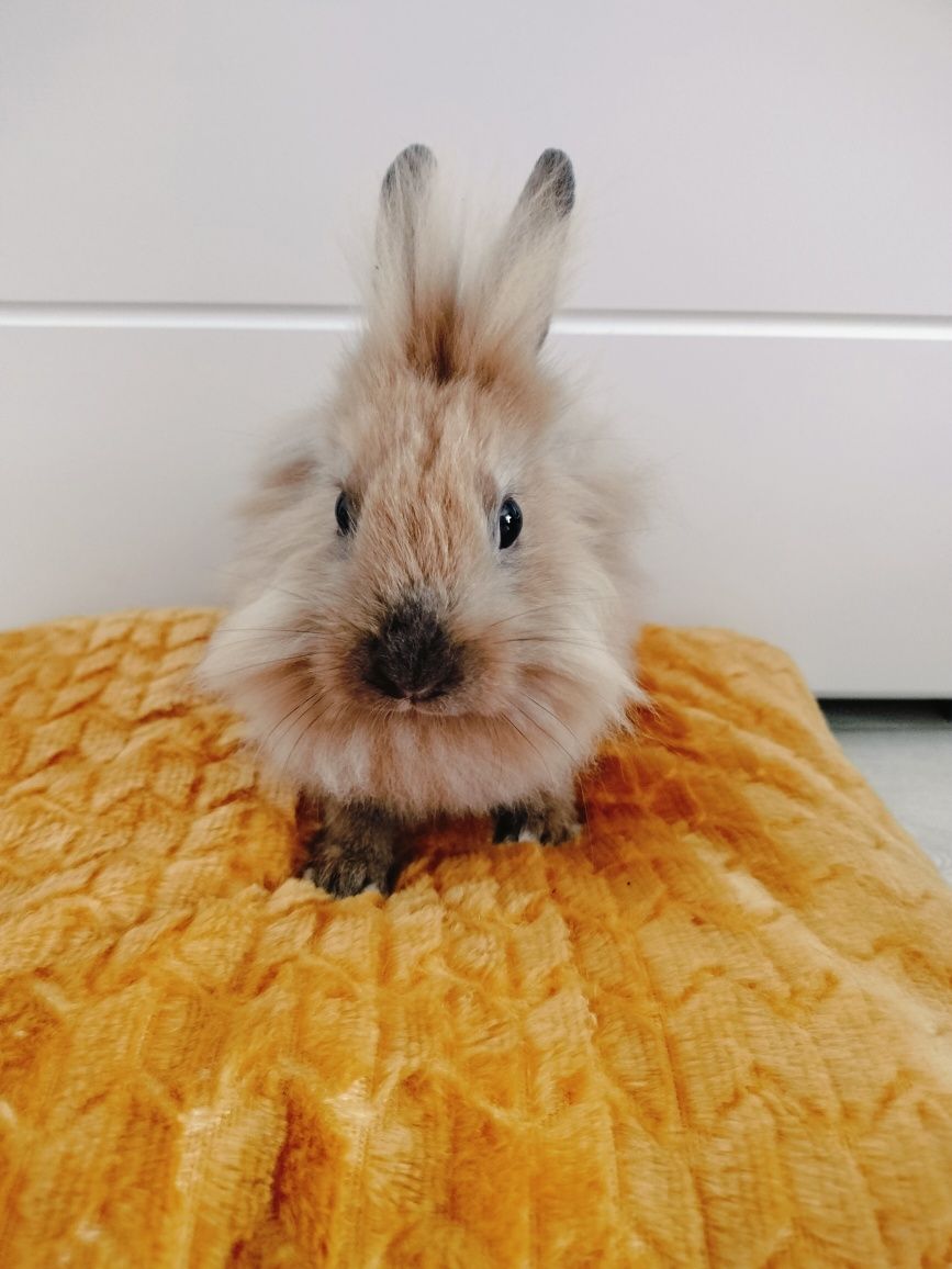 Królik miniaturka