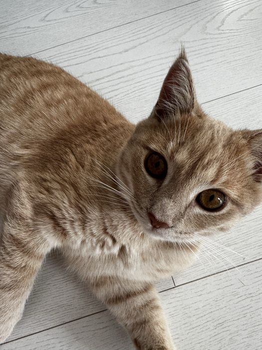 Котенок в добрые руки!