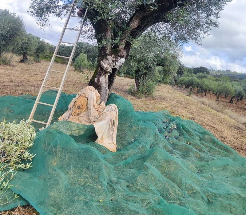 Azeite biológico - Produzido lagar tradicional