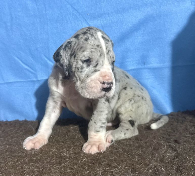 Dogue alemao com lop