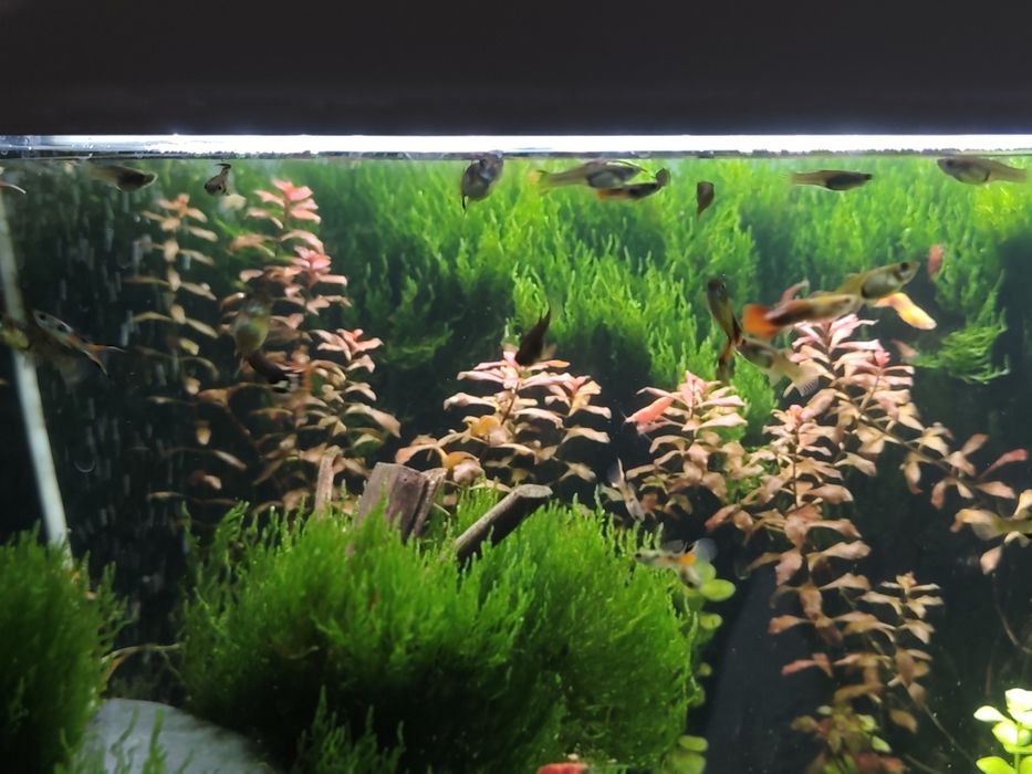 Gupiki mix kolorów, płci, rozmiarów