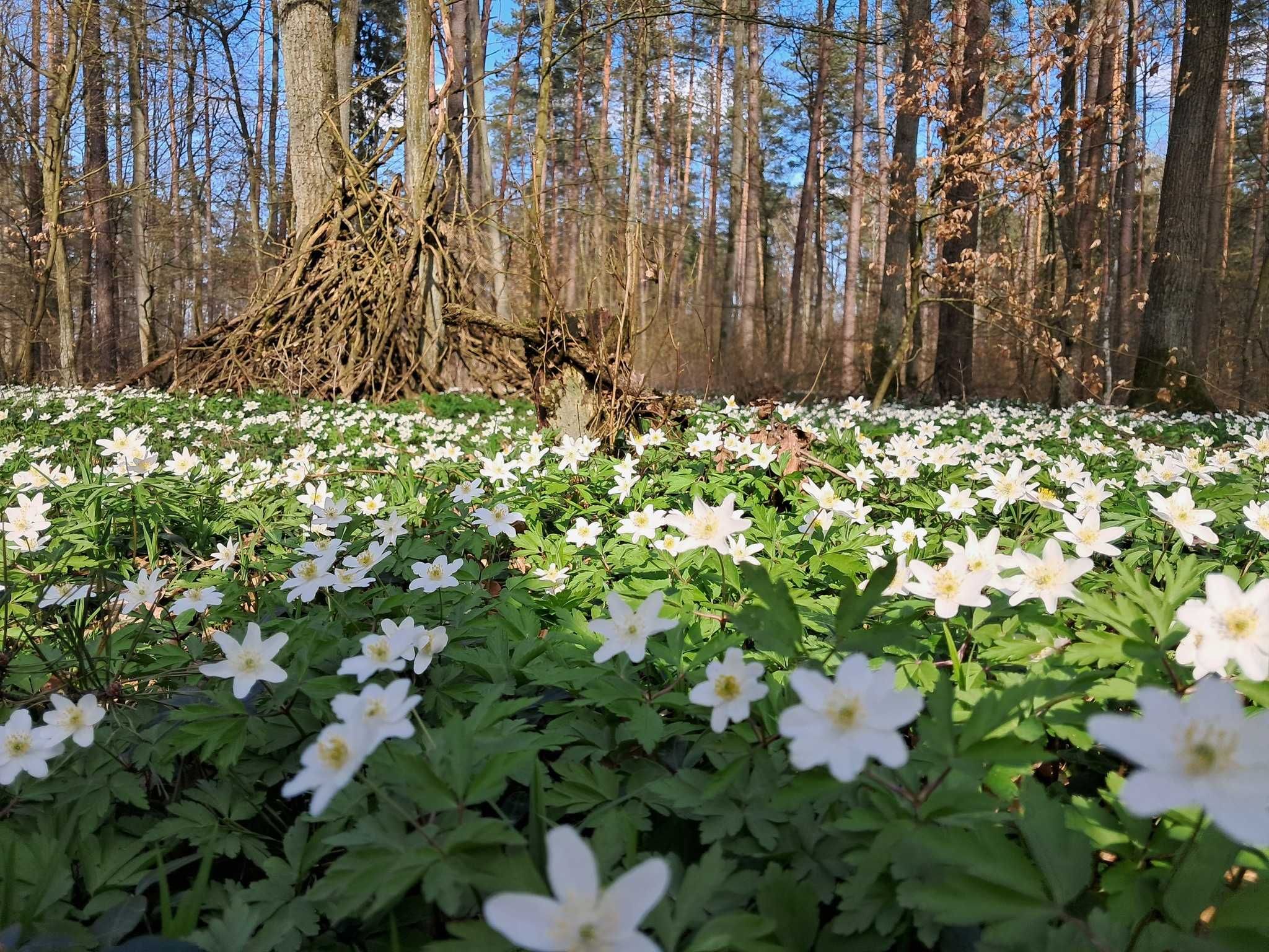 domek letniskowy nad jeziorem, Mazury, raj dla wędkarzy, z psem