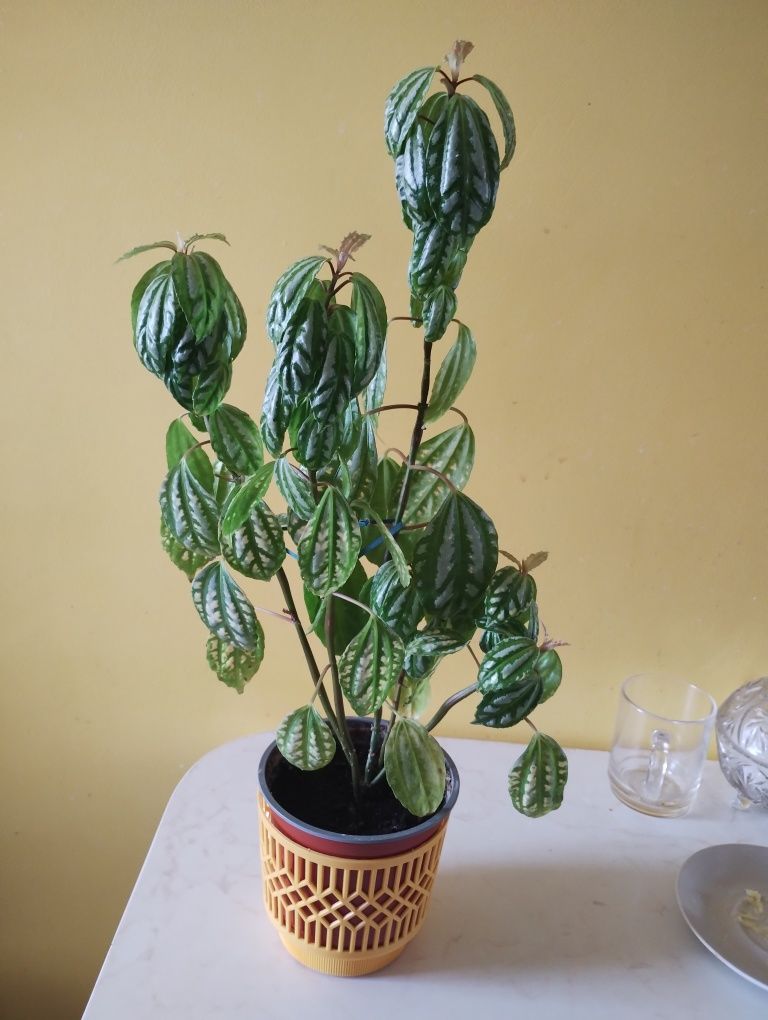 Młoda ładna pilea