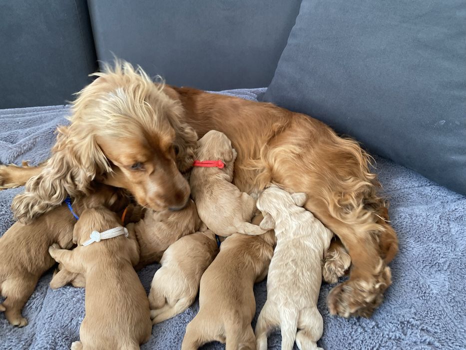 Cockapoo! Piekne maluszki!