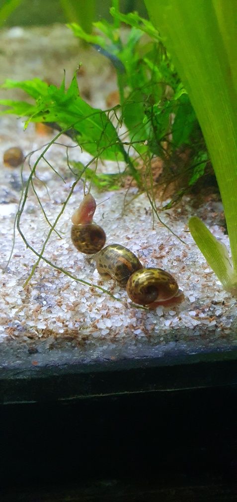 Caracol Ramshorn  "Leopardo''.