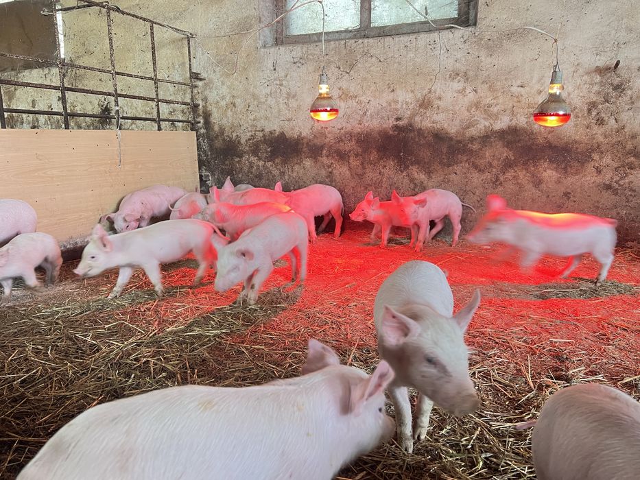 Продам поросят Ландрас