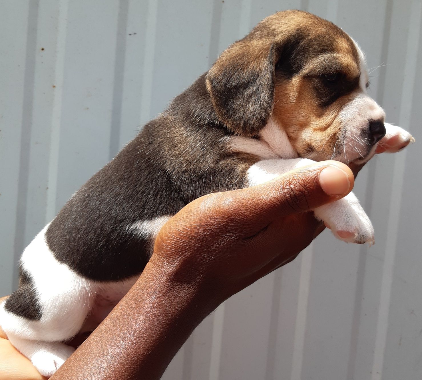 Fantástico Macho Beagle