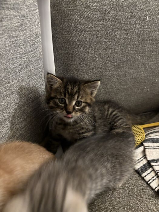 Oddam za darmo  male koty