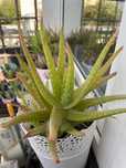 Aloes doniczkowy