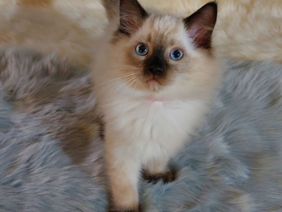 Kocurek CYRIL Ragdoll FPL/ FIFE