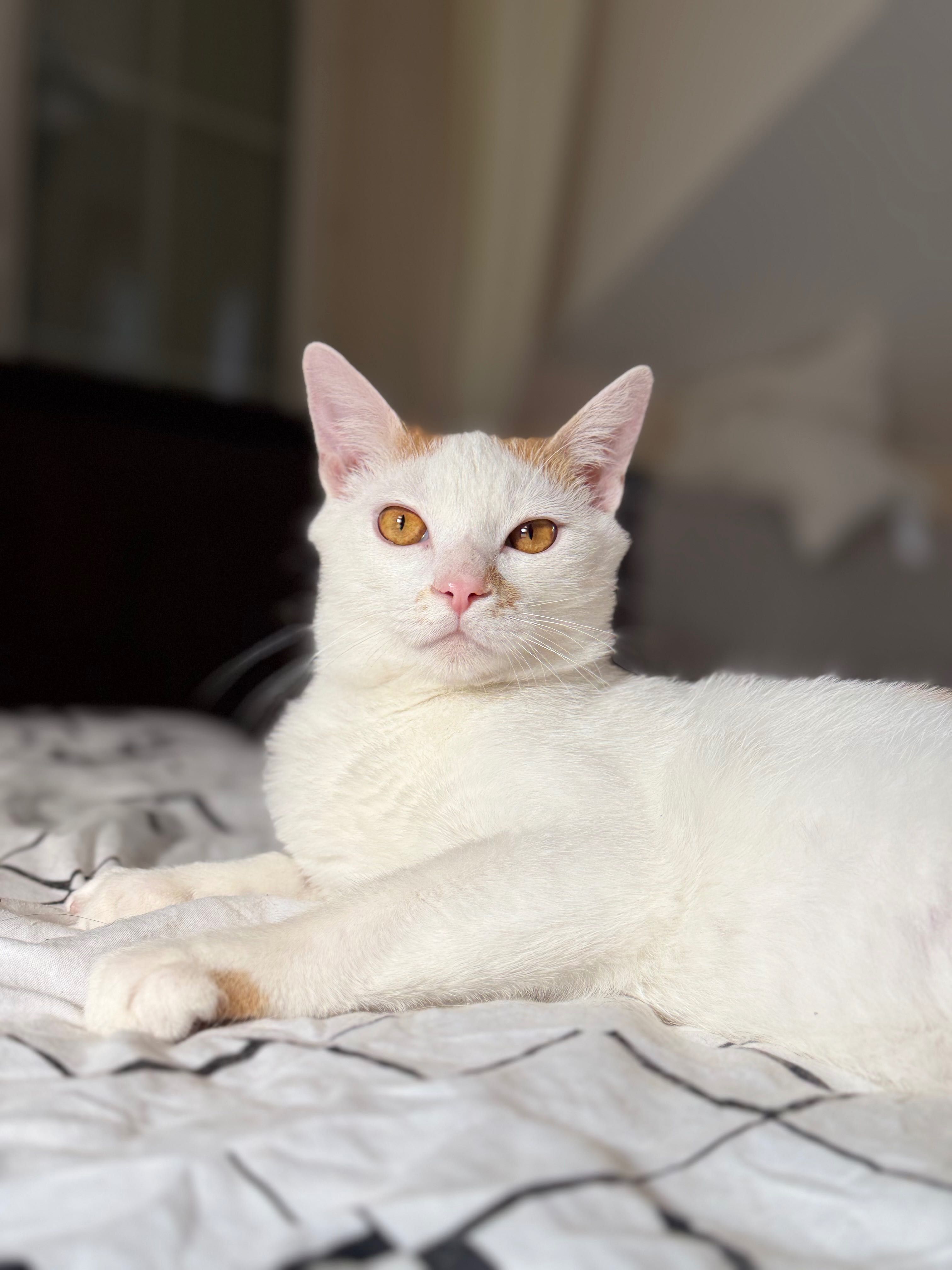 Piękny kotek do adopcji