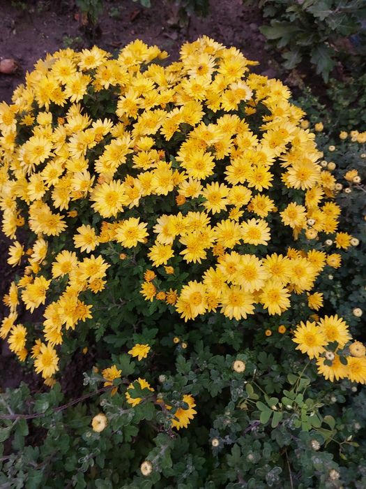 Маточники мультифлора жовта