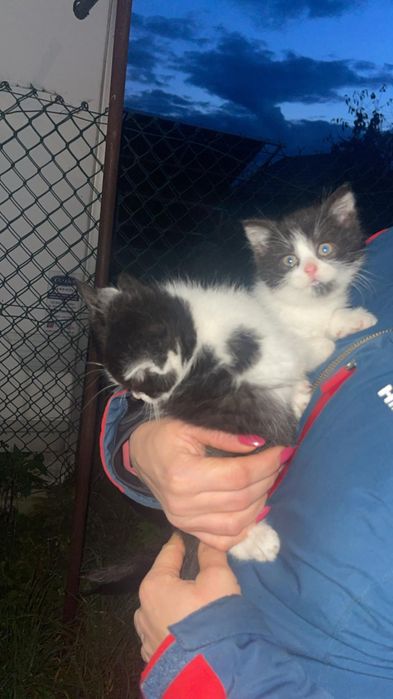 Koty oddam w dobre ręce!!!