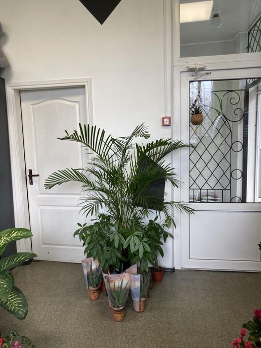 Оренда комерційного приміщення 53м.кв вул.Волонтерська