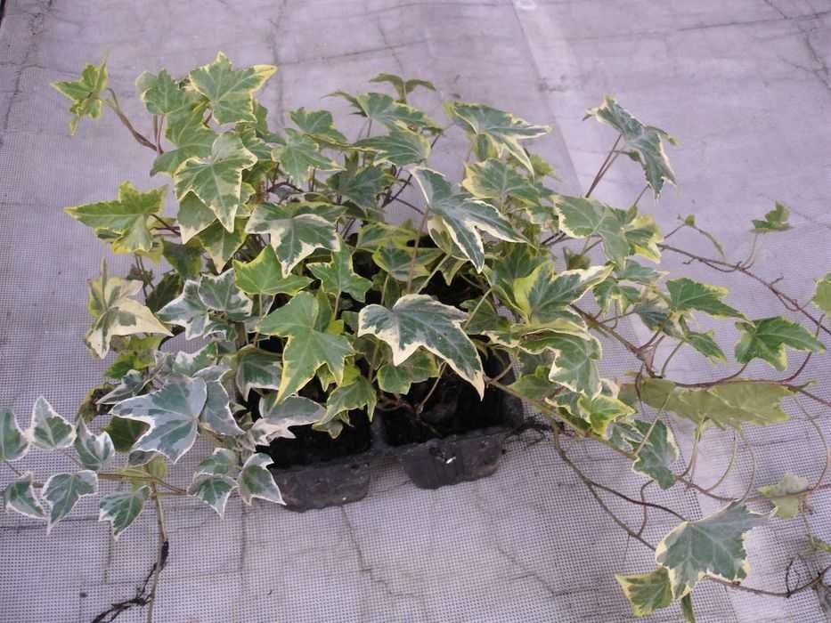 Bluszcz pstry hedera sadzonki