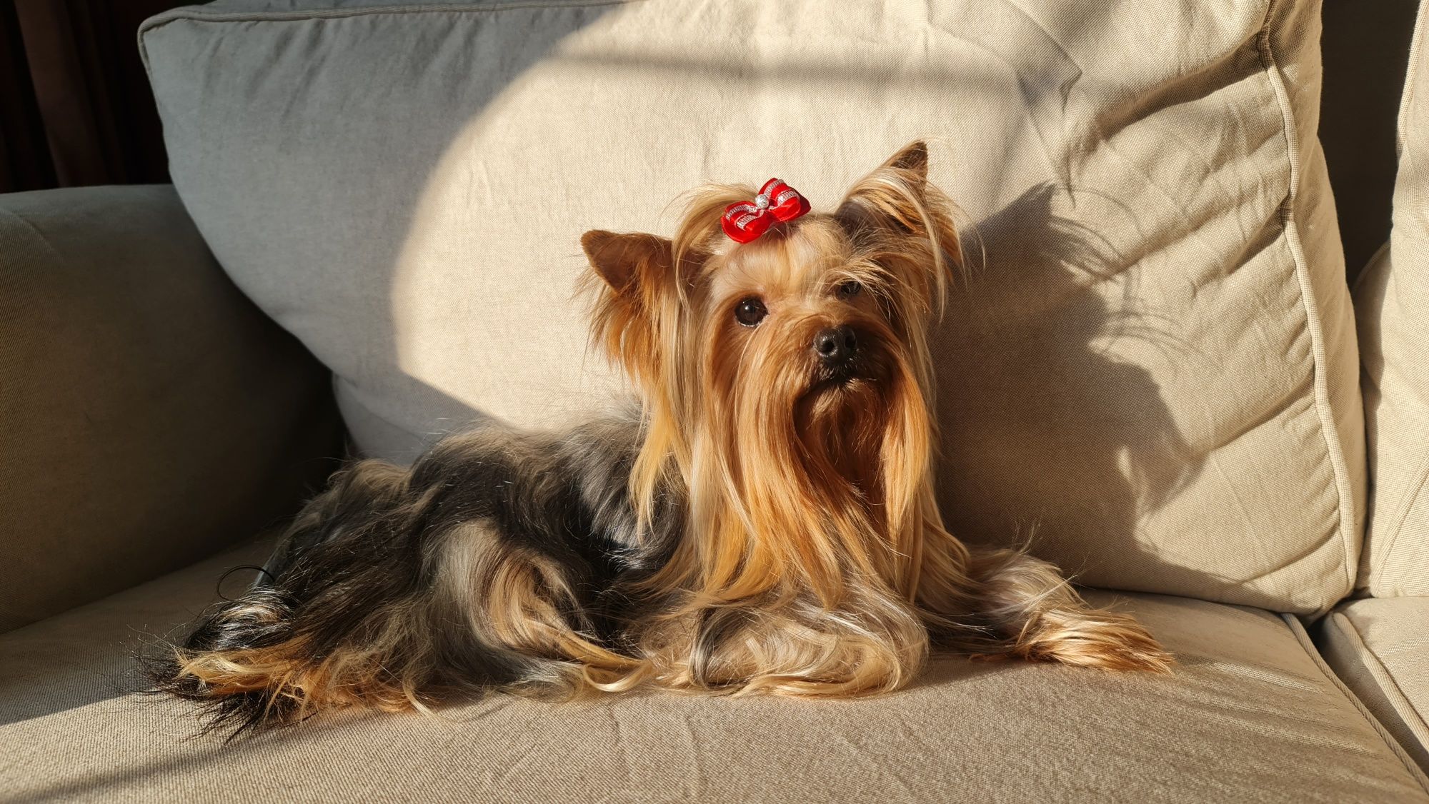 Reproduktor krycie York Yorkshire Terrier pokolenia dna