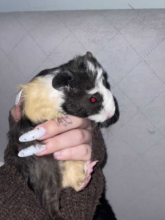 Swinki morskie samce male